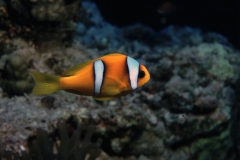 Anemonenfisch_1