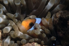 Anemonenfisch_2