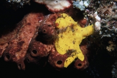 Anglerfisch_1
