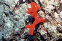 Anglerfisch_2