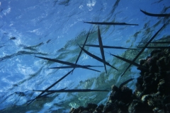 Fl?tenfische