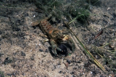 Flusskrebs_Stechlin_See_01