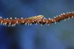 Gorgonien-Zwerggrundel