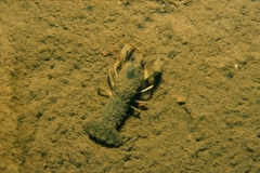 Krebs_02