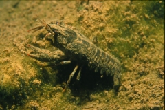 Krebs_04