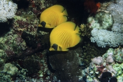 Maskenfalterfisch