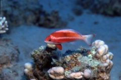 Rotmeer-Fahnenbarsch