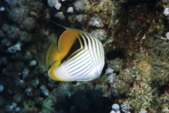 Wimpelfalterfisch