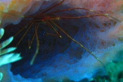 2 Seespinne