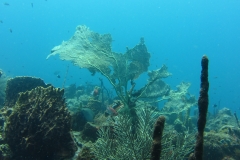 3 corail