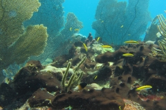 4 corail