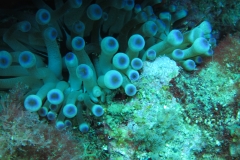 Anemone