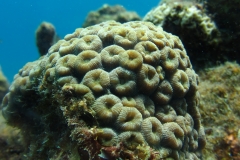 corail