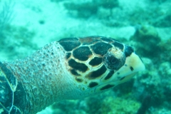 tortue